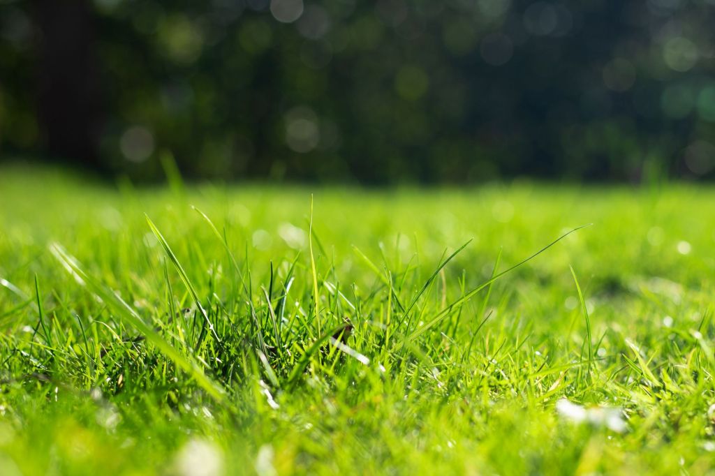 The Intervention of&nbsp;Grass